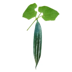 snake-gourd-is-popular-vegetable-cuisines-south-asia-southeast-asia_190272-3873