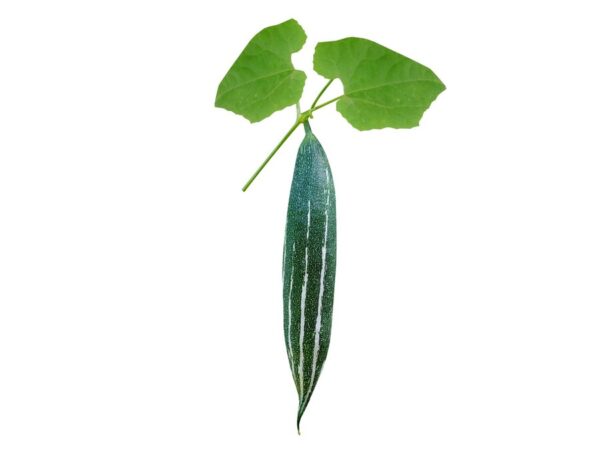 snake-gourd-is-popular-vegetable-cuisines-south-asia-southeast-asia_190272-3873