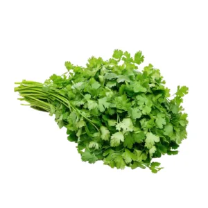 Coriander