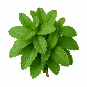 Mint Leaves