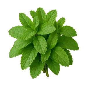 Mint Leaves