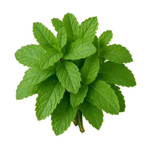 Mint Leaves