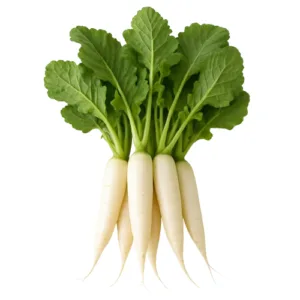 Radish (1)